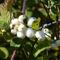 Symphoricarpos albus var. laevigatus