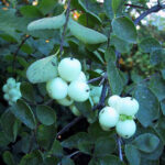 Symphoricarpos albus var. laevigatus - snowberry