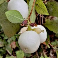 Symphoricarpos mollis
