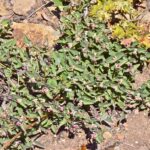 Symphoricarpos mollis - creeping snowberry
