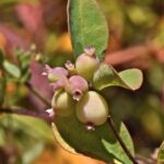 Symphoricarpos mollis - creeping snowberry