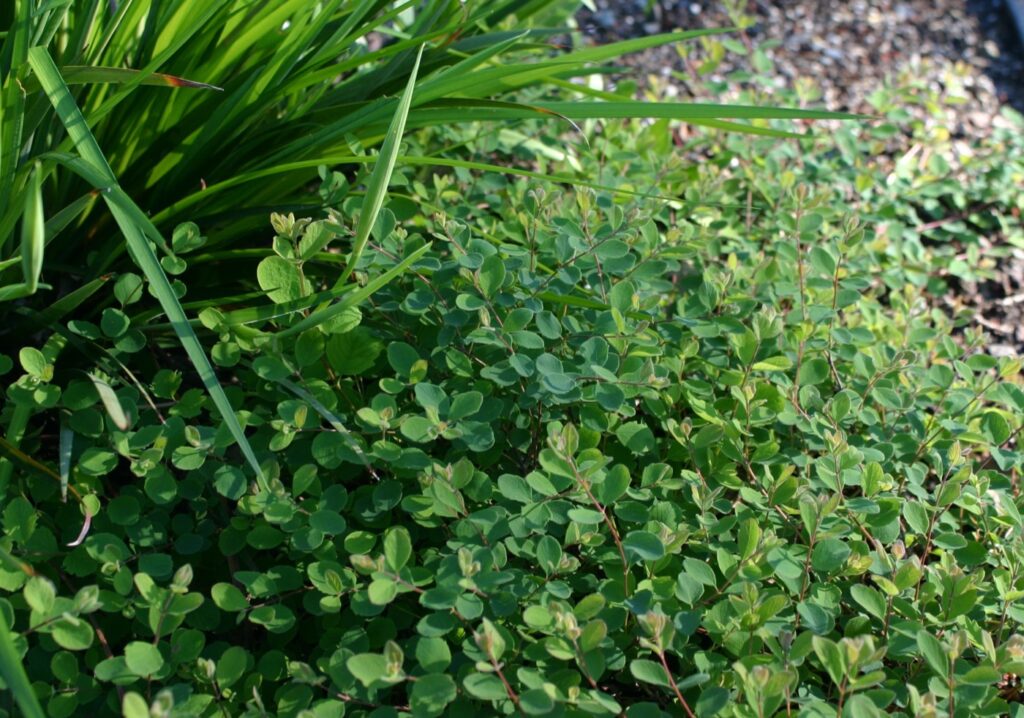 Symphoricarpos albus var. laevigatus 'San Bruno Mountain' - snowberry