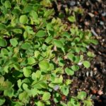 Symphoricarpos albus var. laevigatus 'San Bruno Mountain' - snowberry