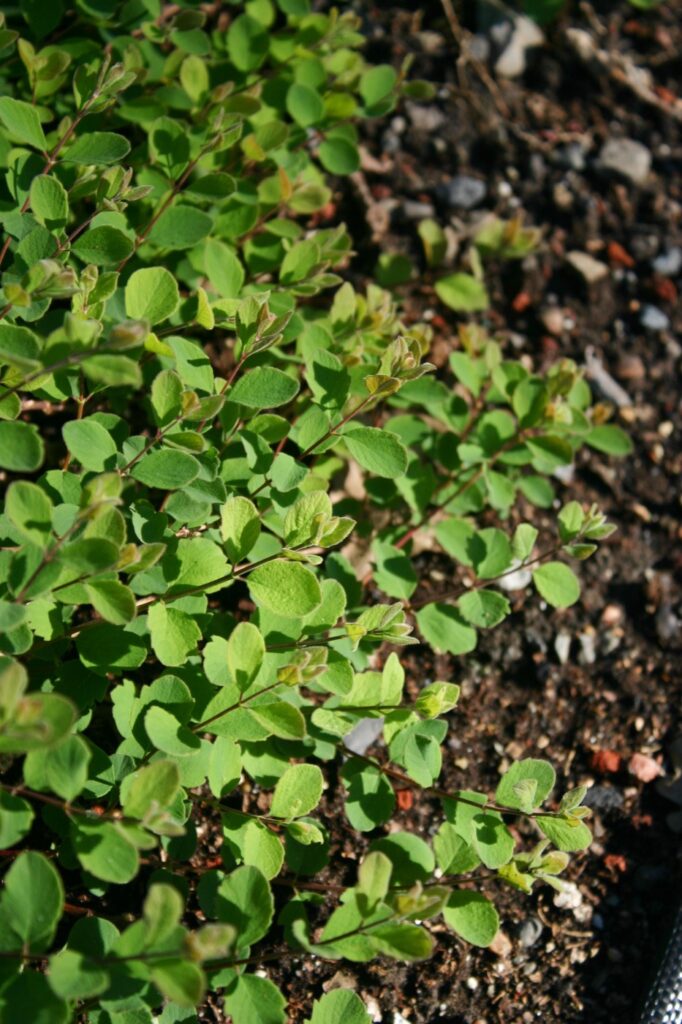 Symphoricarpos albus var. laevigatus 'San Bruno Mountain' - snowberry
