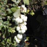 Symphoricarpos albus var. laevigatus 'Tilden Park' - snowberry