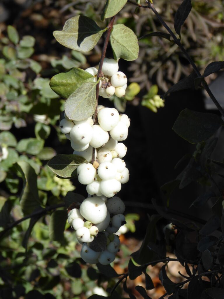 Symphoricarpos albus var. laevigatus 'Tilden Park' - snowberry