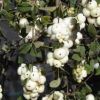 Symphoricarpos albus var. laevigatus ‘Tilden Park’