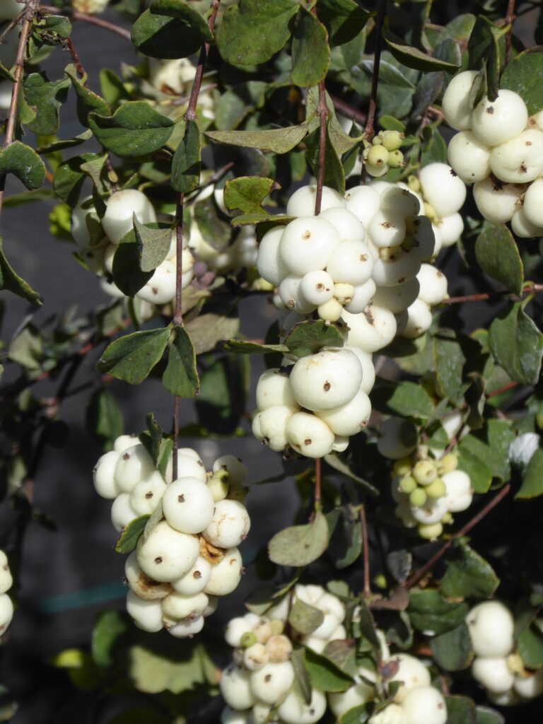 Symphoricarpos albus var. laevigatus 'Tilden Park' - snowberry
