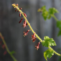 Tolmiea menziesii
