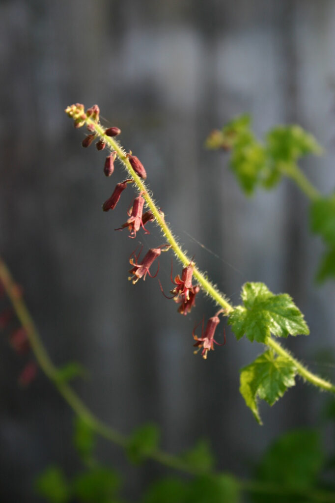 Tolmiea menziesii - piggyback plant