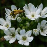 Triteleia hyacinthina - white brodiaea