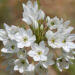 Triteleia hyacinthina - white brodiaea