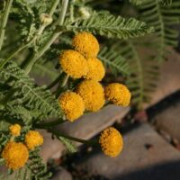 Tanacetum bipinnatum (camphoratum) - dune tansy