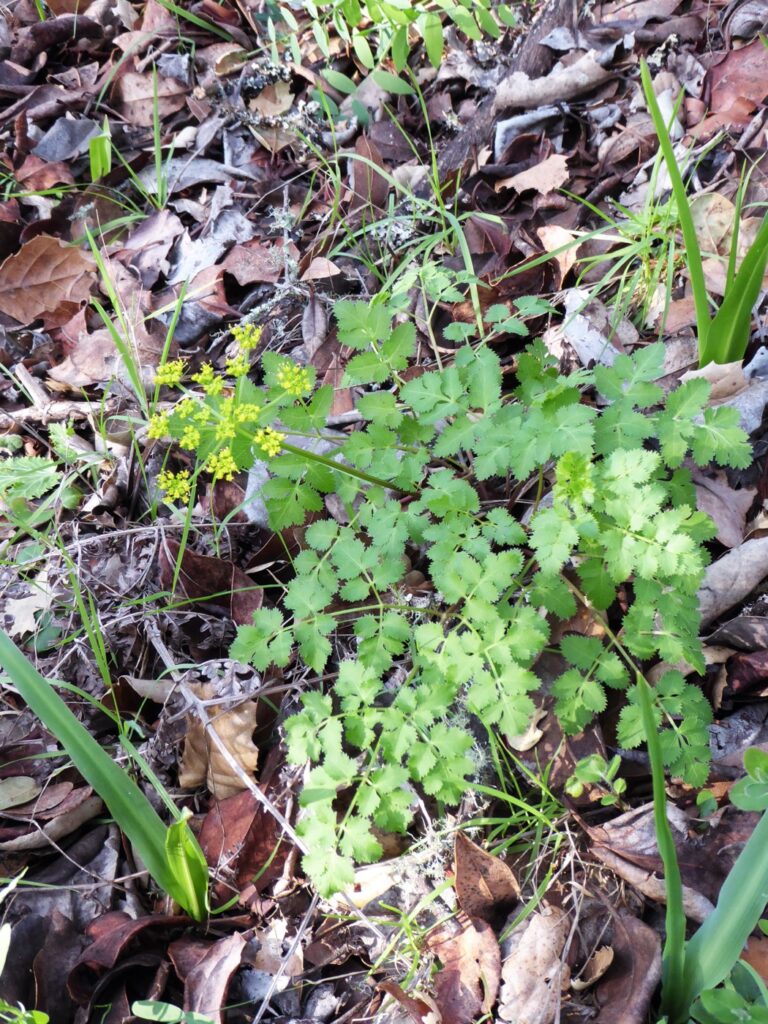 Tauschia kelloggii - umbrellawort