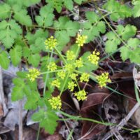 Tauschia kelloggii - umbrellawort