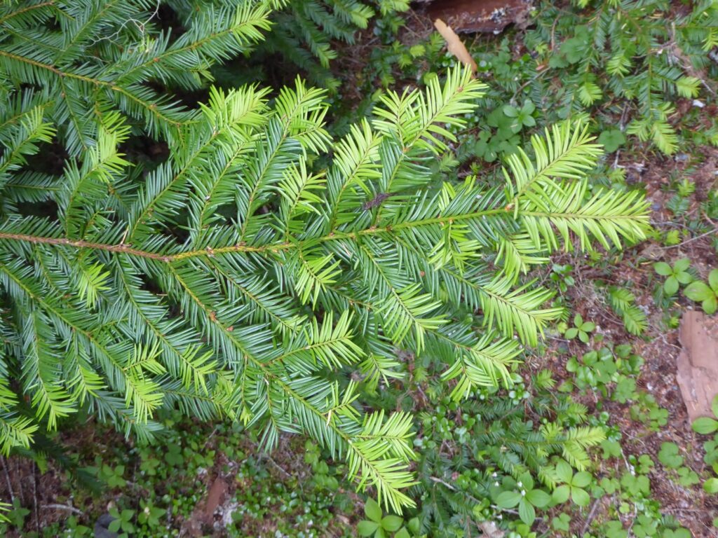 Taxus brevifolia - Pacific yew