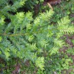 Taxus brevifolia - Pacific yew