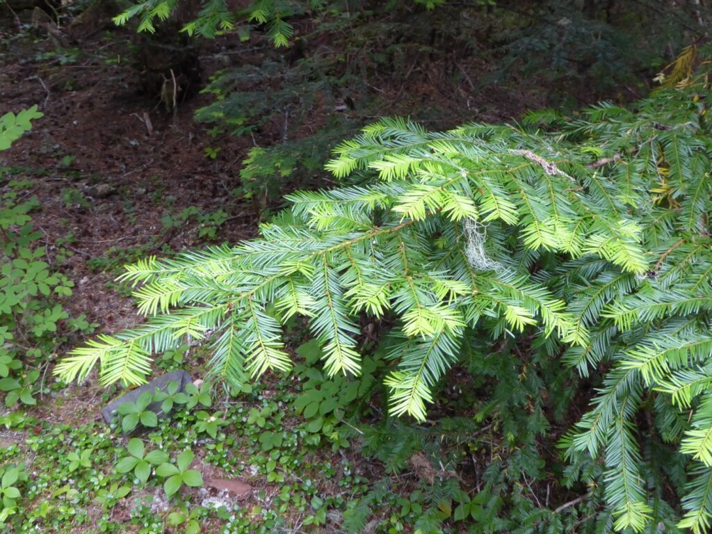 Taxus brevifolia - Pacific yew