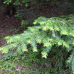 Taxus brevifolia - Pacific yew