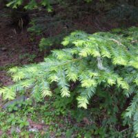 Taxus brevifolia