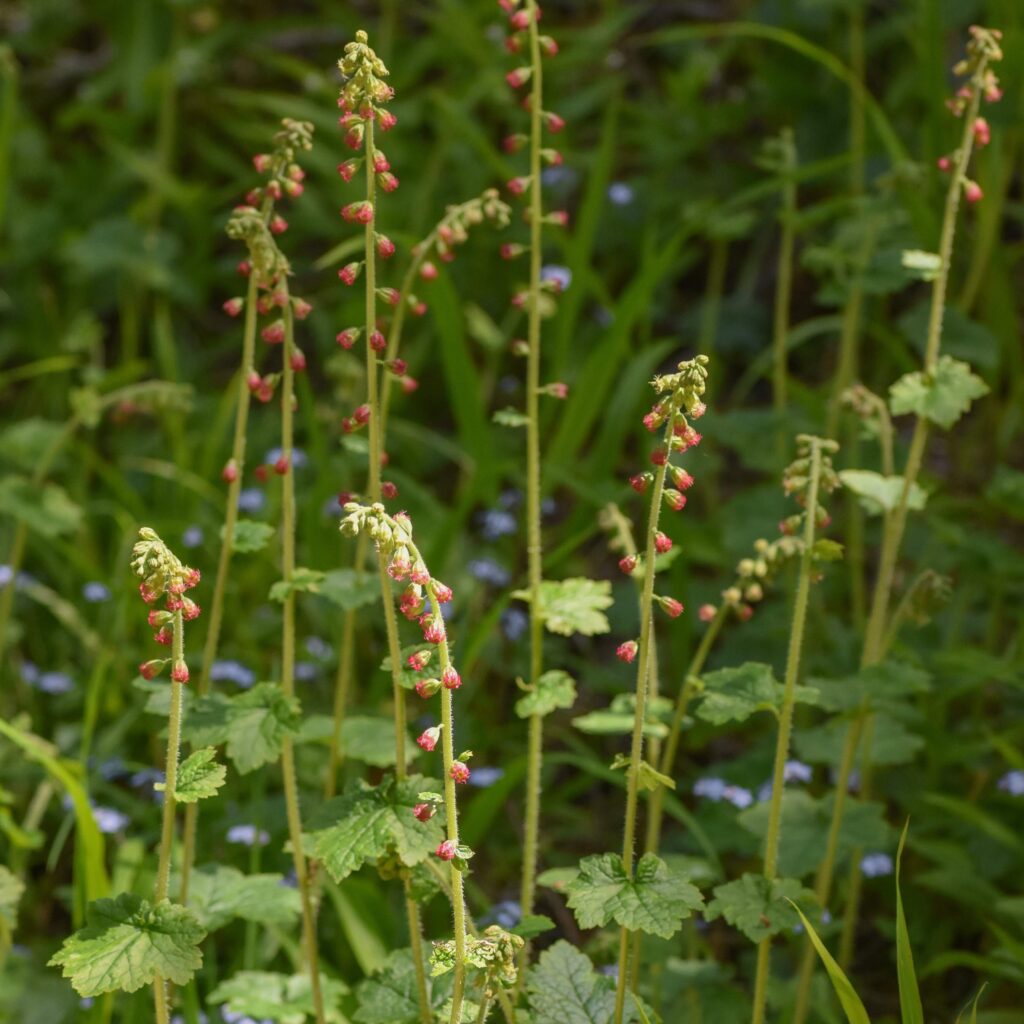 Tellima grandiflora - fringe cups