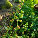 Tellima grandiflora - fringe cups