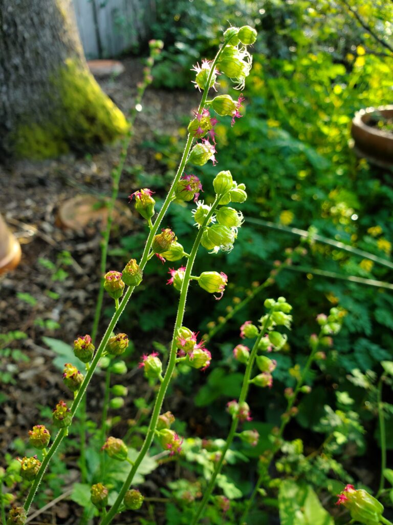 Tellima grandiflora - fringe cups