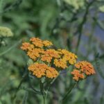 Achillea millefolium 'Terracotta' - yarrow