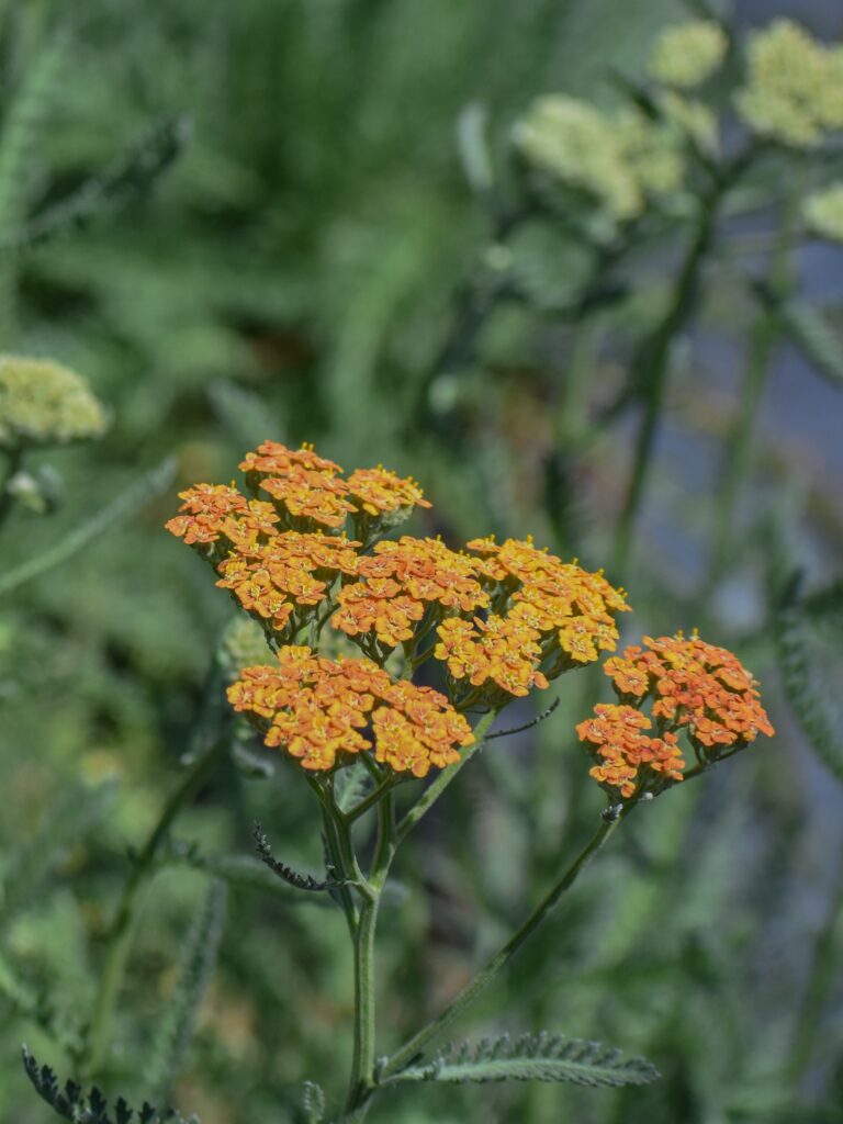 Achillea millefolium 'Terracotta' - yarrow