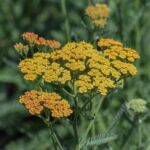 Achillea millefolium 'Terracotta' - yarrow