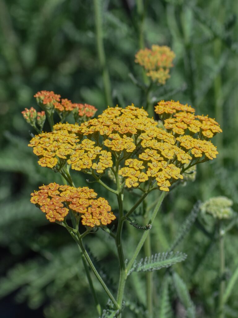 Achillea millefolium 'Terracotta' - yarrow