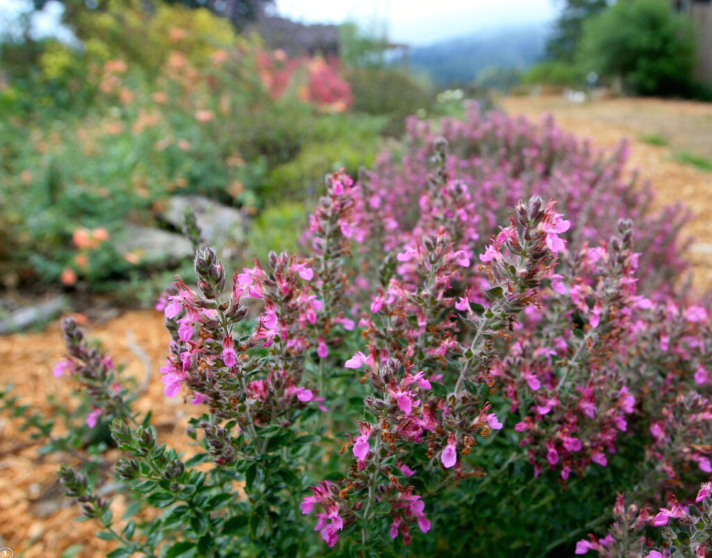 Teucrium chamaedrys - germander