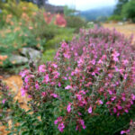 Teucrium chamaedrys - germander