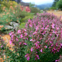 Teucrium chamaedrys - germander