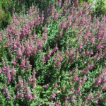 Teucrium chamaedrys - germander
