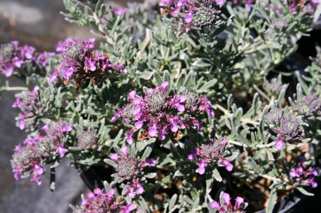 Teucrium cossonii (majoricum) - Majorcan teucrium