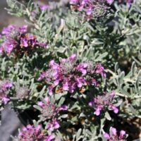 Teucrium cossonii (majoricum) - Majorcan teucrium