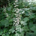 Tiarella trifoliata v. unifoliata - sugarscoop, foamflower