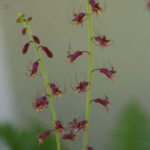 Tolmiea menziesii 'Taff's Gold' - golden piggy-back plant