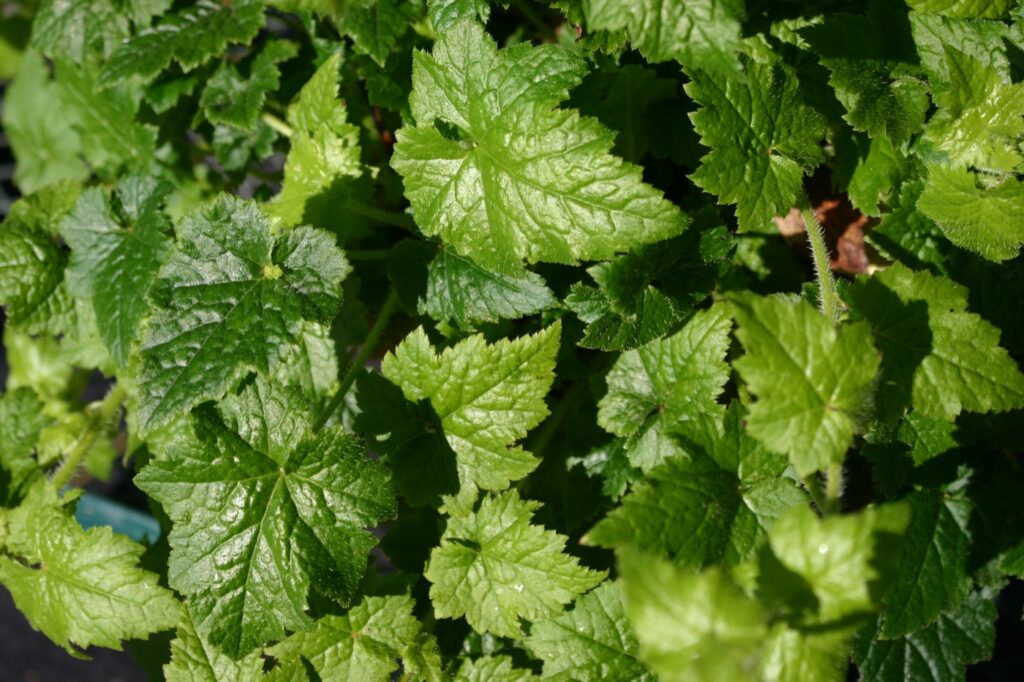Tolmiea menziesii - piggyback plant