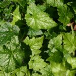 Tolmiea menziesii - piggyback plant
