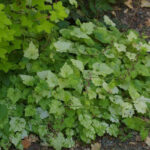Tolmiea menziesii 'Taff's Gold' - golden piggy-back plant