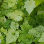 Tolmiea menziesii 'Taff's Gold' - golden piggy-back plant