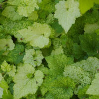 Tolmiea menziesii ‘Taff’s Gold’