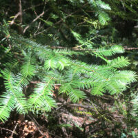 Torreya californica