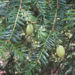 Torreya californica - California nutmeg