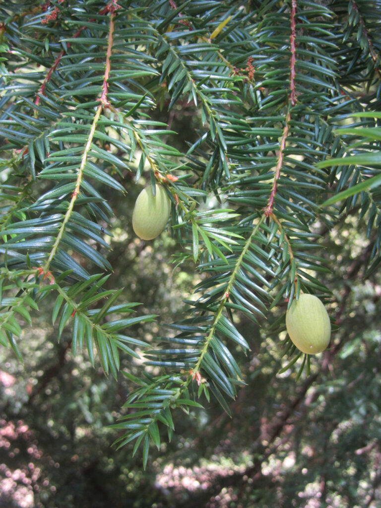 Torreya californica - California nutmeg