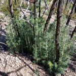 Torreya californica - California nutmeg
