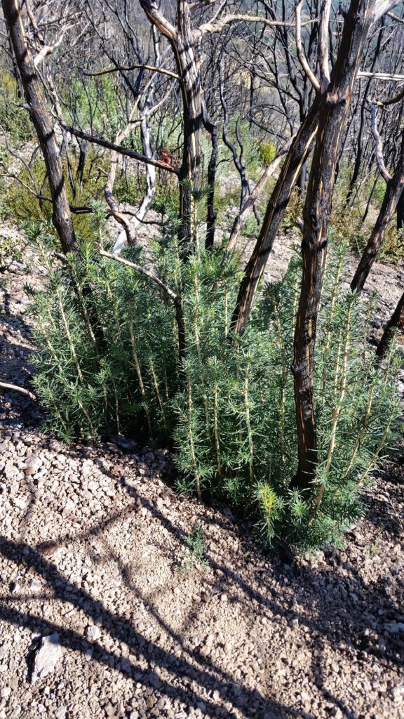 Torreya californica - California nutmeg