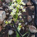 Toxicoscordion fremontii - Fremont's star lily